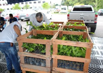 Idam e Instituto Excelsa finalizam entregas de 70 mil mudas de castanha-do-Brasil para municípios do AM