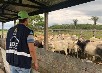 Adaf inicia primeira etapa da campanha de atualização cadastral de animais no mês de maio