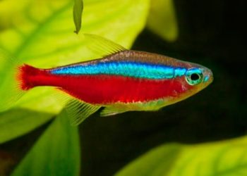 Peixes ornamentais do Amazonas: conheça prática que atrai entusiastas do mundo inteiro