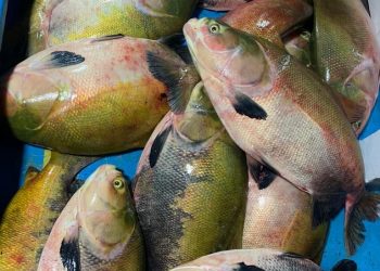 Idam e Sema iniciam a construção do Acordo de Pesca de Juruá