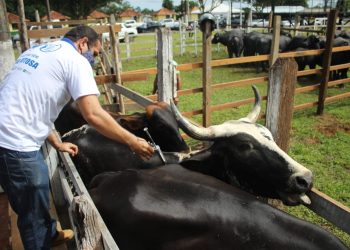 Vacinação contra febre aftosa inicia em oito municípios do Amazonas na terça-feira (1º/11)