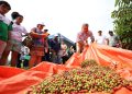 Com apoio do programa Agro Amazonas, produção do café no estado está em pleno crescimento