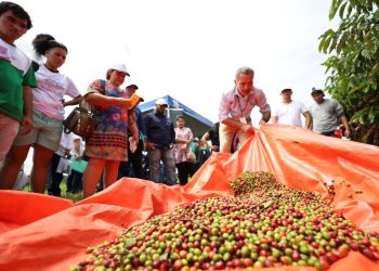 Com apoio do programa Agro Amazonas, produção do café no estado está em pleno crescimento
