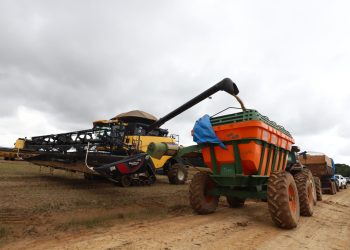 Crédito rural impulsiona produção de grãos com novas tecnologias no sul do Amazonas, aponta Sepror