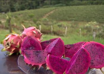 Produtores de Manaus investem em cultivo de pitaia e distribuem mudas para pequenos agricultores do AM