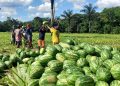 Governo do Amazonas prorroga prazo de inscrição do Edital de Chamamento Público do Programa de Aquisição de Alimentos