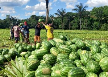 Governo do Amazonas prorroga prazo de inscrição do Edital de Chamamento Público do Programa de Aquisição de Alimentos