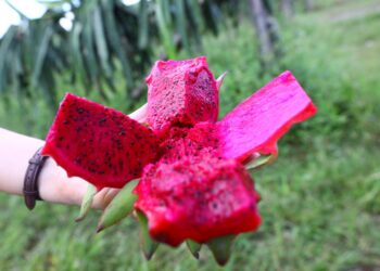 Sedecti busca estimular o crescimento econômico da pitaya no Brasil