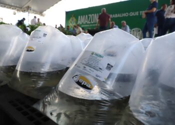 Governo do Amazonas beneficia 622 piscicultores de 18 municípios com pós-larvas e alevinos de tambaqui