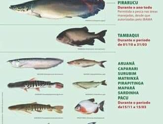 Ipaam divulga início do Período Defeso das Espécies Subaquáticas do Amazonas – 2024