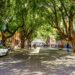Projeto da ‘Rua Gastronômica’ preservará árvores da Ferreira Pena e valorizará corredor verde no centro de Manaus